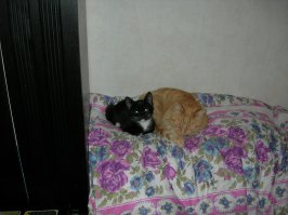 Люди бывают нерешительны – и неважно, делают ли добро, творят ли зло. Мы подобрали котенка, но не сразу. Он приблудился к нашему частному дому, где мы тогда еще не жили. Кот рвался в дом. Не пускали. Два дня просидел в мешке с опилками, голодный и измученный. Пустили в дом, стали кормить. Затем забрали в квартиру. Наша взрослая кошка приняла его как своего ребенка. Сейчас живут вдвоем, отношения разные, но достаточно мирные. 
О чем это я – человек слаб, ему своейственно ошибаться и колебаться