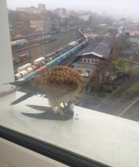 Сокол заботится о потомстве в необычных условиях города