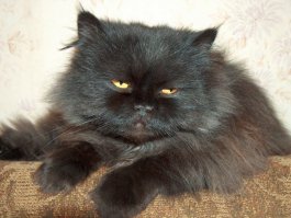 подобрали с помойки... тупой но красивый))