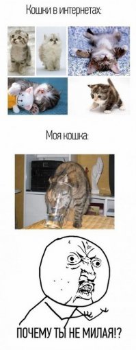 Пойманы на месте преступления