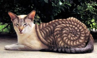 Кошки, над окрасом которых природа постаралась