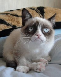 Кошки, над окрасом которых природа постаралась