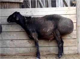 Овца курдючная