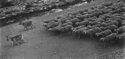 Украинские ватники 