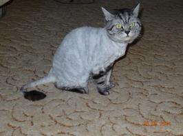 Кот, который превратился в большой комок шерсти