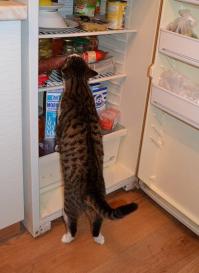 Коты-воришки