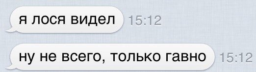 Неожиданная встреча с лосем