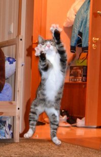 Вот такие у меня дома. Один подобран был у подъезда.