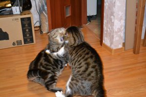 Вот такие у меня дома. Один подобран был у подъезда.