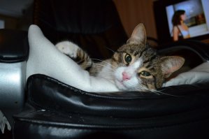 Взяли с улицы уже взрослого.
1 фото - каким был, 2 - каким стал.
К лотку приучили сразу