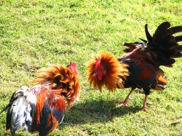 Горячие татарские парни