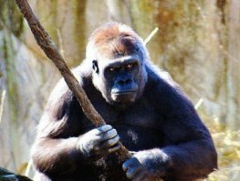 Как передвигается кортеж главы Дагестана