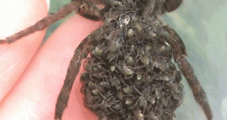 Отношения родителей и детей в мире животных.