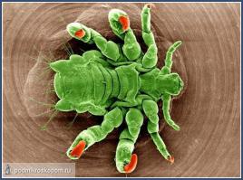 лучше угадайте что это?)))