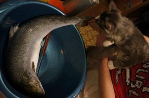 Коты, которых поймали на горячем