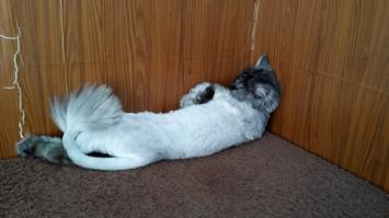 мой котэ, нашел тень