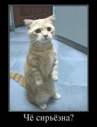 Разница между русским и американским другом