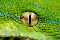 Наш мир - снопузырь, в который зашли поиграть тысячи душ. 
Первые души попавшие в этот тор, лепили эту реальность сами и первоземля была действительно плоской. 
Обжив её в виде разумных существ, они расширяли границы своего познания и свернули землю в тор. В этот момент души всё прибывали, духовные миры множились, обитаемых земель становилось всё больше, появились правила по которым они распределились во вселенной. 
В итоге у нас на Земле из простейших самостоятельно бы развился свой разумный вид. Но пищевую цепочку возглавили динозавры. По опыту других планет, они со своей прожорливостью постепенно пришли бы к выводу, что еда не бесконечна, и взявшись её выращивать и организовывать пасбища и загоны в итоге бы дошли до защиты приплода от погодных условий, и до селекционирования. 
Но на землю прибыл вид который в ходе своей эволюции непрерывно боролся с динозаврами. Это выходцы из устричных. На тот момент они научились преодолевать межзвёздные пространства и считали себя генетическими тврцами вселенной. На всех обнаруженных ими планетах они задавливали развитие динозавров, предоставляя развиться другим видам. С их помощью у нас появились кошки - Самый первый эксперимент скрещения змеи с млекопитающим. Задача была вырастить хищника съедающего динозавровы яица и приплод. 


Генетические камеры были 7 метрового размера и созданные следом обезьяны были очень мощные и могли конкурировать с динозаврами. Следом была создана пара людей. 

События на этой родильной полянке вы можете просмотреть спустившись в медитации к корням дерева цивилизации. Там пока не затоптано и не затуманено. 

Адам с Евой ушли из райского сада из за обезьян. Набрав с собой вязанки плодов, они вышли в каменистую пустыню, подальше от фруктовых деревьев, которые считали своими обезьяны. 

Вот след Адама в южной Африке. 


Как я ранее уже сказал разумная жизнь наводнила эту вселенную с нашим приходом. Вместе заполнявшимся духовным миром и постройкой параллельного нового дублировали и солнечную систему, только располагали его физически на отдалении. Но межзвёздные расстояния для продвинутых древних цивилизаций не имеют значения. Так в принципе были созданы предпосылки для развития человечества. Наши прародители через пару тысячелетий ещё раз побывали на земле и были в шоке от титанических размеров людей и всей флоры и фауны. Запустив беспилотники, они засыпали всю землю генетическим мутагеном, который уменьшил всё в разы. Мутаген почти не подействовал на слонов, жирафов, бегемотов и китов. 
В отношении же отстававшихся на тот момент динозавров было предпринято кардинальное решение, мутоген убивал их кладки. Живых сгоняли в тесные стаи ультразвуком и давили гравитацией как клопов. 

Поговорка - "Песок из задницы сыпется" - до потопная. Организм реально сбрасывал лишние минералы. 
Великаны остались только в пещерах. 
**************
Дальше мы расселились по Солнечной системе. Разругались. Взорвали Фаэтон и покалечили Марс. 13 тысяч лет назад к нам прислали Серых в качестве наблюдателей. Они подогнали к Земле Луну и потопом конкретно проредили человечество. Теперь селекционируют, скачивают негативные эмоции И ни куда нас дальше орбиты не выпускают.