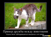 Межвидовой барьер дружбе не помеха