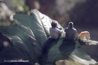 Разгадка камня в национальном парке Тижука в Бразилии