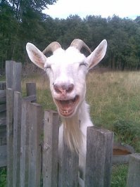 История врёт