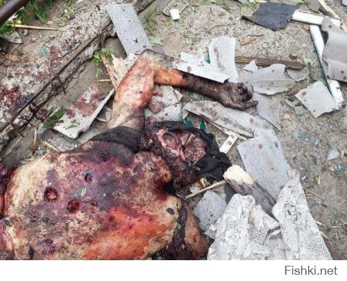 Стрелков, 21 июля 2014:
"Наступает время, когда России необходимо, наконец, принять окончательное решение: поддержит ли она по-настоящему русских Донбасса, или "сдаст" их окончательно и бесповоротно. На все остальное время уже упущено. Три месяца бездействия позволили противнику нарастить силы и создать  боеспособную армию. По крайней мере, достаточно боеспособную, чтобы уничтожать танками и артиллерией малочисленные и полубезоружные отряды ополченцев."

Путин, 04 марта 2014:
"И вот когда мы это видим, мы тогда понимаем, что беспокоит граждан Украины – и русских, и украинцев, вообще русскоязычное население, проживающее в восточных и в южных регионах Украины. Что их беспокоит? Их беспокоит вот такой беспредел. И если мы увидим, что этот беспредел начинается в восточных регионах, если люди попросят нас о помощи, а официальное обращение действующего легитимного президента у нас уже есть, то мы оставляем за собой право использовать все имеющиеся у нас средства для защиты этих граждан. И считаем, что это вполне легитимно."
" И пускай попробует кто-то из числа военнослужащих стрелять в своих людей, за которыми мы будем стоять сзади, не впереди, а сзади. Пускай они попробуют стрелять в женщин и детей! И я посмотрю на тех, кто отдаст такой приказ на Украине."