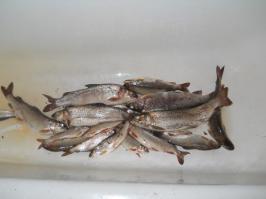 Рыбалка на Дальнем Востоке;) Все по-честному на удочку:)