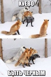 Лис Патрикей - звезда заповедника Брянский лес