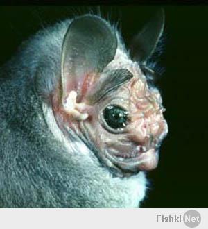 милейшее создание