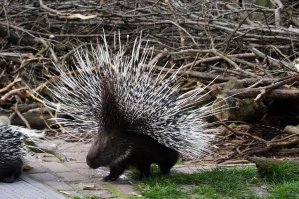 А этот вообще пробежит