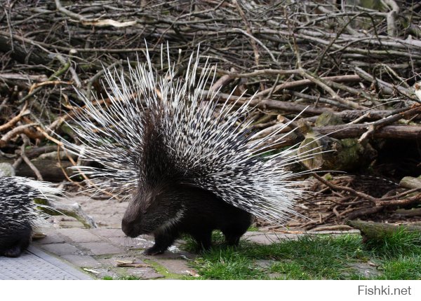 А этот вообще пробежит