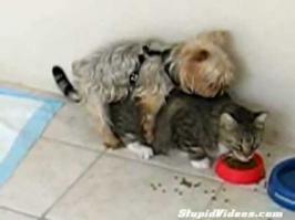 Почему опасно водить детей в зоопарк