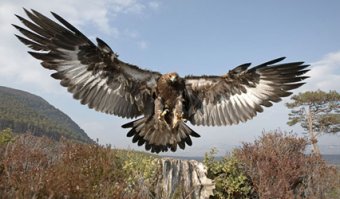 Преимущества крыла обратной стреловидности:
    позволяет улучшить управляемость на малых полётных скоростях.
    повышает аэродинамическую эффективность во всех областях лётных режимов.
    компоновка с крылом обратной стреловидности оптимизирует распределения давления на крыло и переднее горизонтальное оперение
    позволяет уменьшить радиолокационную заметность самолёта в передней полусфере.

И конечно же природа продумала все за человека, лучшие летуны хищники это бесспорно беркуты, если присмотреться на их крыло во время полета и выполнения сложных маневров, то можно заметить форму крыла, которая напоминает машину.