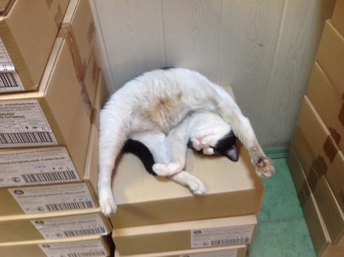 Вот он спит в сувенирной лавке на коробках со сливочной помадкой