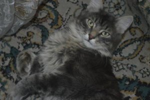 <span style='color:gray'>[мат]</span> на котяру моего похож...вылитый..неужели этот сука с Новокузнецка в Киев добровольцем умахал???