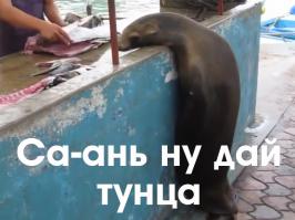 Торговцам рыбой нужно быть начеку 