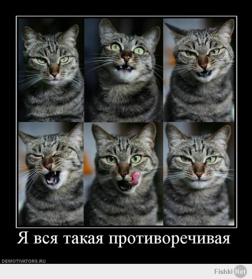 Кото-пост