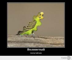 Фишкина солянка за 21.06.2014