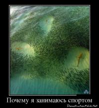 Фишкина солянка за 30.06.2014