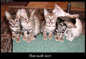 Без фотошопа