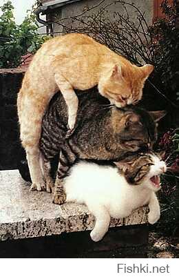 Купил коту новый корм