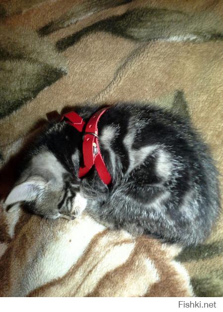 там я уже писал.
продолжение истории...
когда мы их подобрали им было недели две максимум три. коты сами не ели не гадили не ходили. спустя немного времени (недели две или три) могу сказать коты выжили и выросли. начали сами есть (по началу мы выкармливали их из соски есть специальные смеси для котят) к туалету привыкли быстро гадют только туда. возили их в ветиринарку на какуюто боснословную сумму сдали анализов итог коты здоровы. их жизни ничего не угражает (хотя по началу у меня были сомнения) приучаем их к шлейке. вначале одного хотели отдать...
но повтаряясь
у нас теперь два Кота
P.S.
мало того коты растут путишествинниками побывали в карелии и выборге и надо было видеть лица прохожих когда они смотрели как мы их кормим с бутылочки)))
P.P.S.
извиняюсь за грамматику и пунктуацию