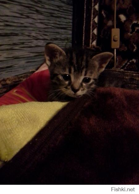 там я уже писал.
продолжение истории...
когда мы их подобрали им было недели две максимум три. коты сами не ели не гадили не ходили. спустя немного времени (недели две или три) могу сказать коты выжили и выросли. начали сами есть (по началу мы выкармливали их из соски есть специальные смеси для котят) к туалету привыкли быстро гадют только туда. возили их в ветиринарку на какуюто боснословную сумму сдали анализов итог коты здоровы. их жизни ничего не угражает (хотя по началу у меня были сомнения) приучаем их к шлейке. вначале одного хотели отдать...
но повтаряясь
у нас теперь два Кота
P.S.
мало того коты растут путишествинниками побывали в карелии и выборге и надо было видеть лица прохожих когда они смотрели как мы их кормим с бутылочки)))
P.P.S.
извиняюсь за грамматику и пунктуацию