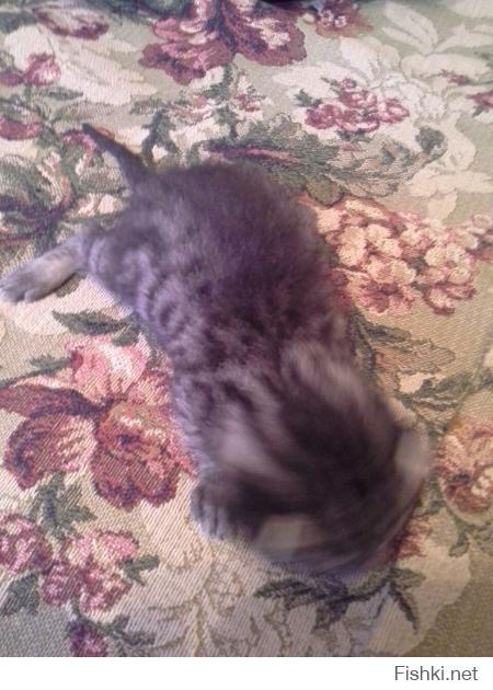 там я уже писал.
продолжение истории...
когда мы их подобрали им было недели две максимум три. коты сами не ели не гадили не ходили. спустя немного времени (недели две или три) могу сказать коты выжили и выросли. начали сами есть (по началу мы выкармливали их из соски есть специальные смеси для котят) к туалету привыкли быстро гадют только туда. возили их в ветиринарку на какуюто боснословную сумму сдали анализов итог коты здоровы. их жизни ничего не угражает (хотя по началу у меня были сомнения) приучаем их к шлейке. вначале одного хотели отдать...
но повтаряясь
у нас теперь два Кота
P.S.
мало того коты растут путишествинниками побывали в карелии и выборге и надо было видеть лица прохожих когда они смотрели как мы их кормим с бутылочки)))
P.P.S.
извиняюсь за грамматику и пунктуацию