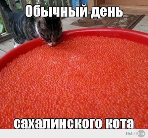 Реакция кота на пальцы 