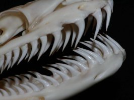 Ну его нафиг!