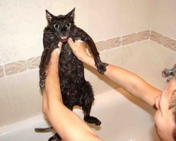 мой кот вряд ли из их списка... хотя пьет из-под крана исключительно