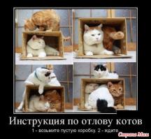 Двухмесячный котёнок