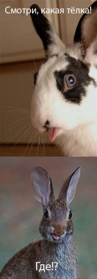 Кролики - это не только ценный мех))