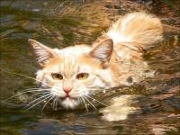 Морской кот    морской котИК    водный кот